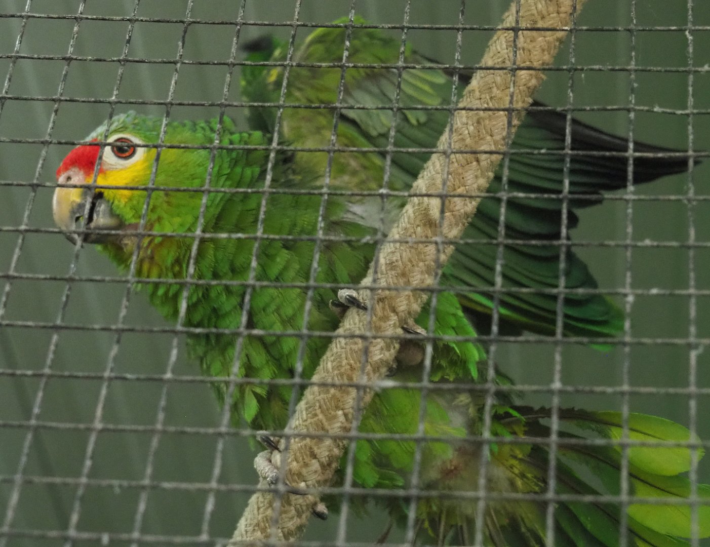 Red-lored amazon (Amazona autumnalis autumnalis), 2020-06-20