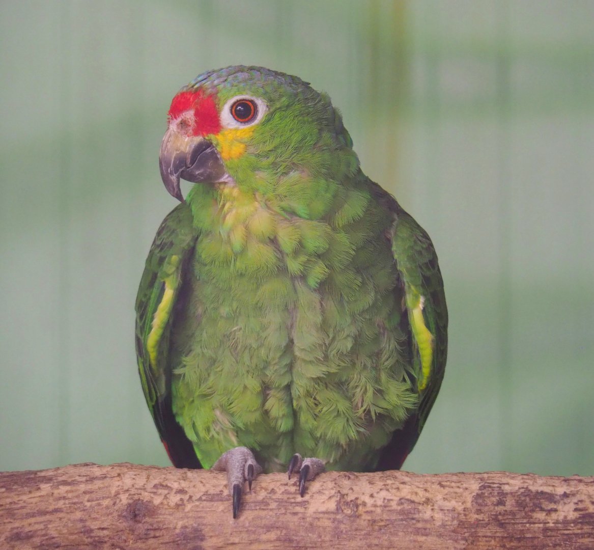 Red-lored amazon (Amazona autumnalis autumnalis), 2021-06-15