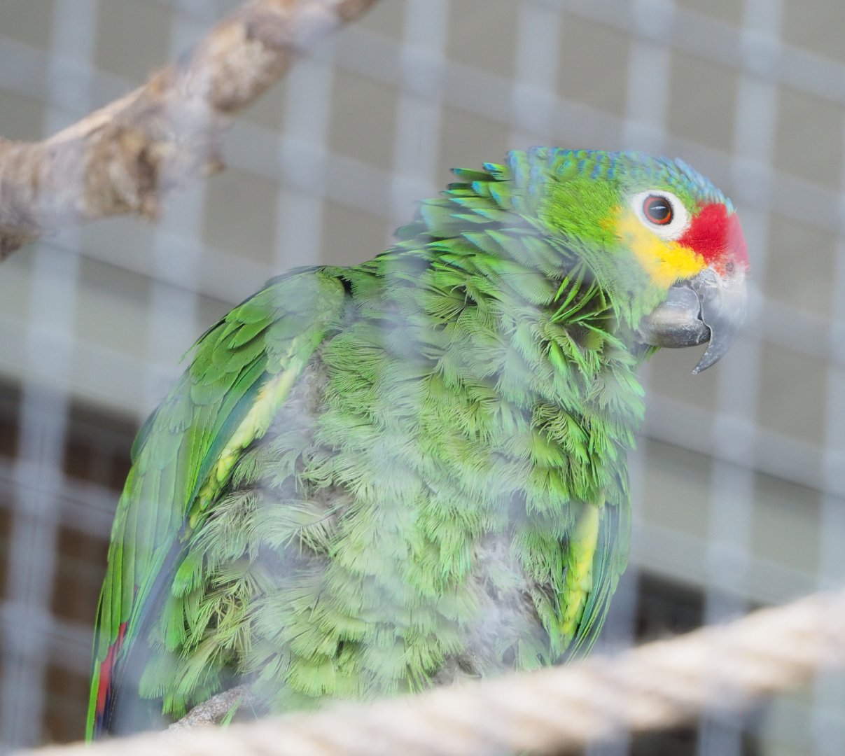 Red-lored amazon (Amazona autumnalis autumnalis), 2022-05-17