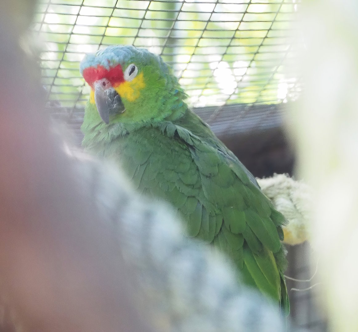 Red-lored amazon (Amazona autumnalis autumnalis), 2023-05-31