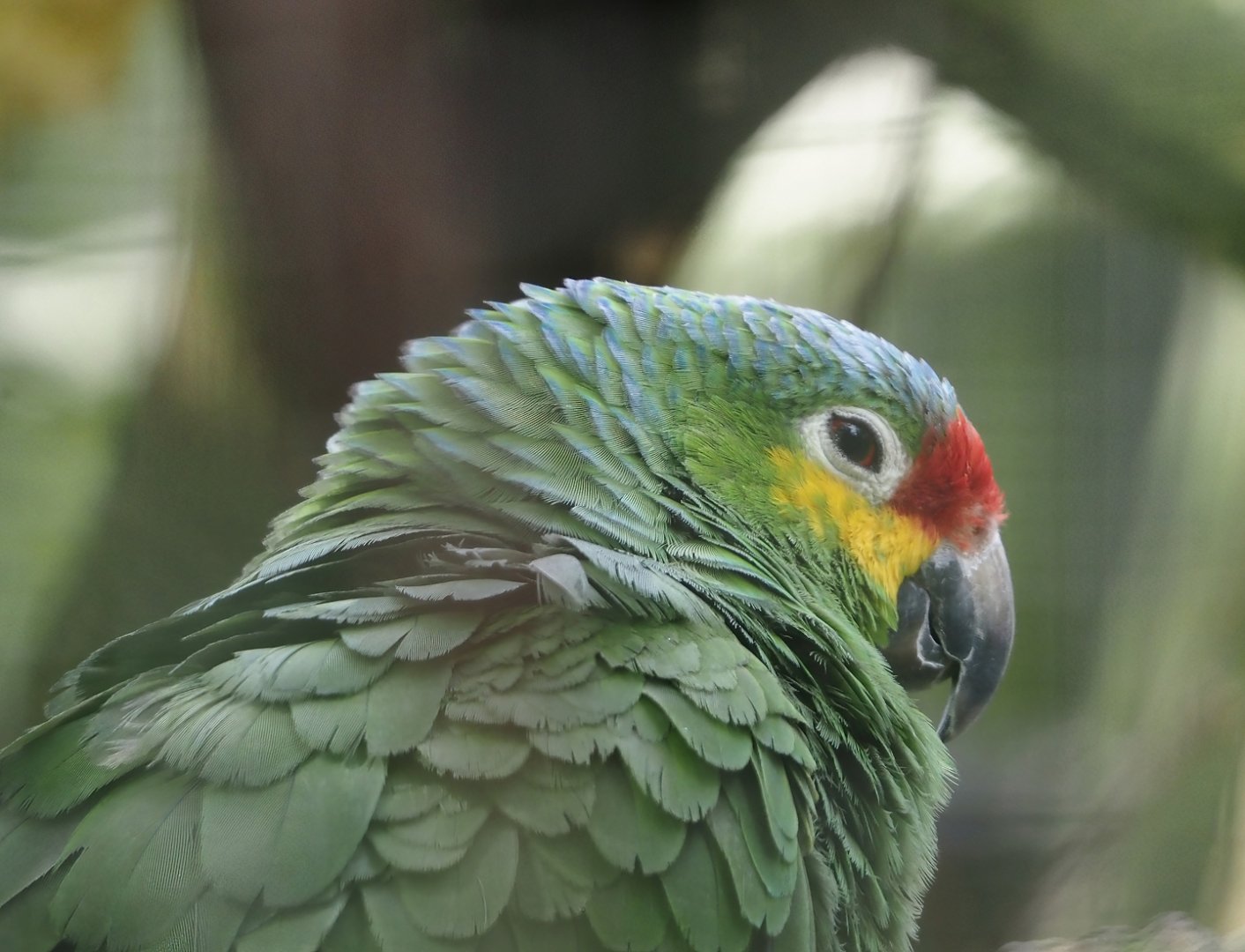 Red-lored amazon (Amazona autumnalis autumnalis), 2024-04-14