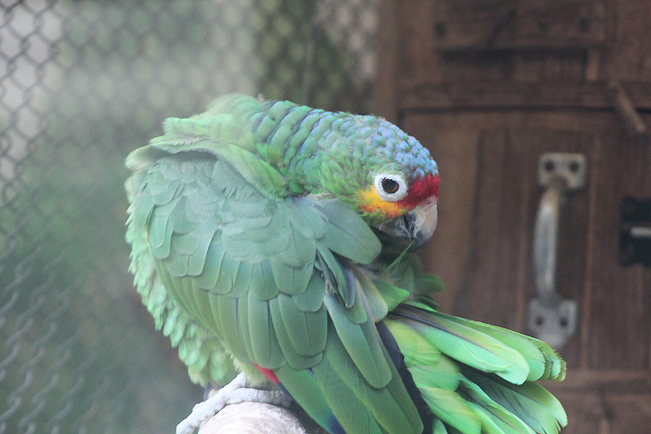 Red-lored amazon (Amazona autumnalis autumnalis)