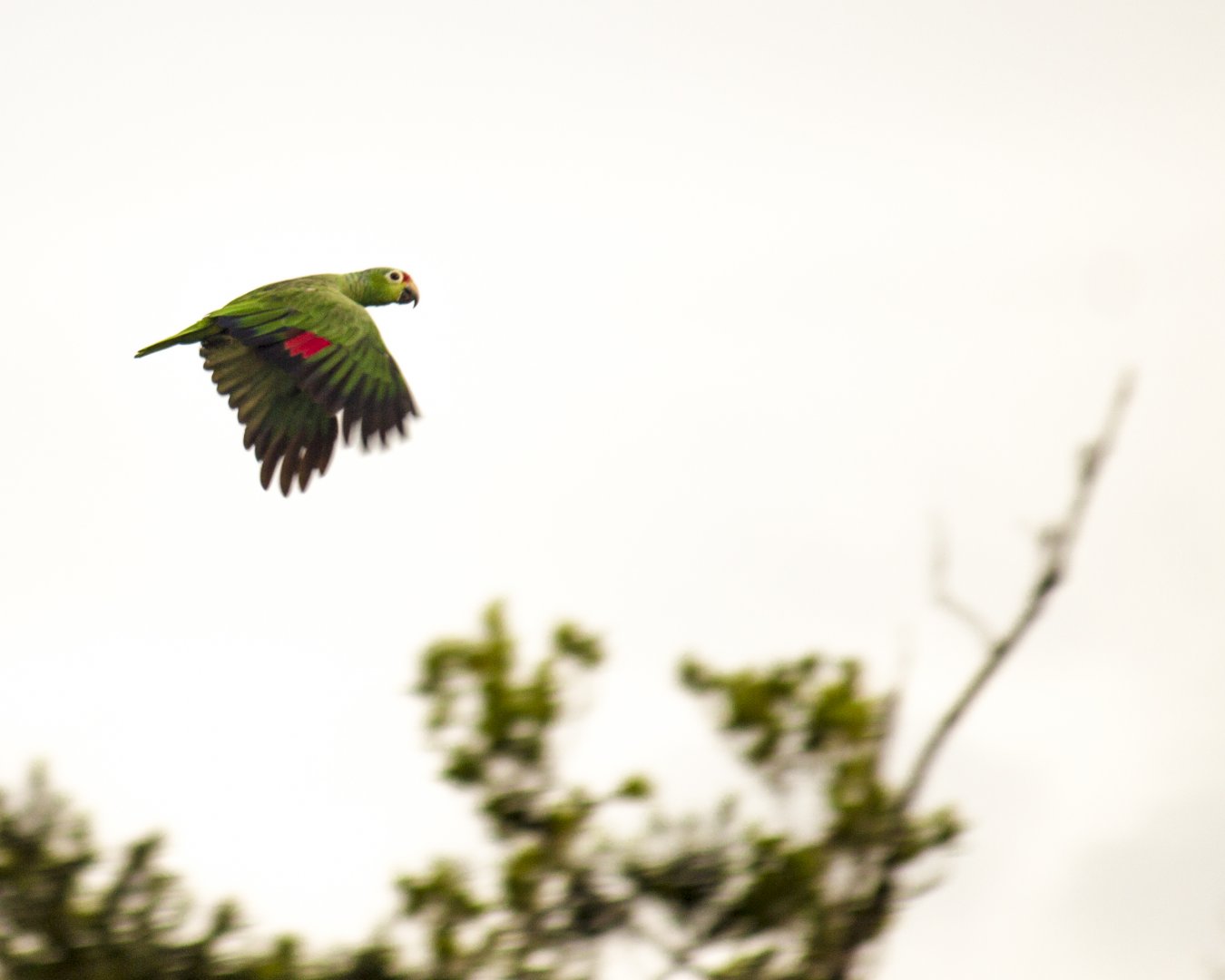 Red-lored amazon, Amazona autumnalis salvini
