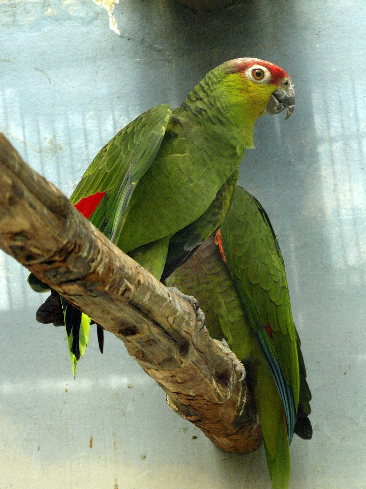 Red-lored Amazon (Amazona autumnalis)