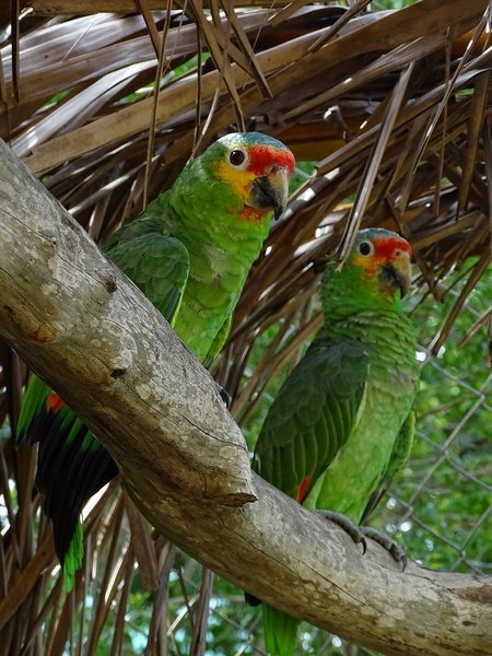 Red-lored amazon  (Amazona autumnalis)