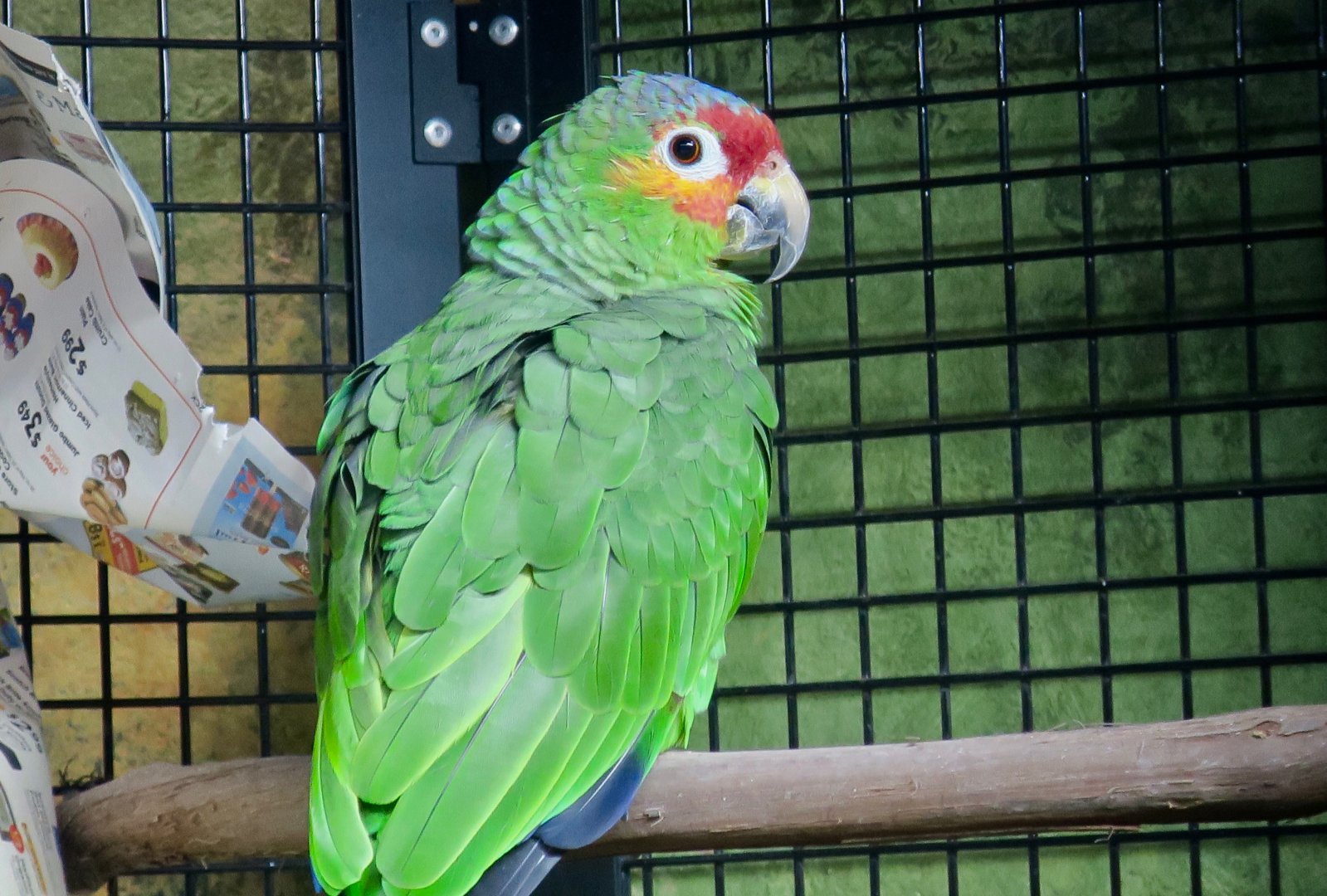 Red-Lored Amazon (Amazona autumnalis)