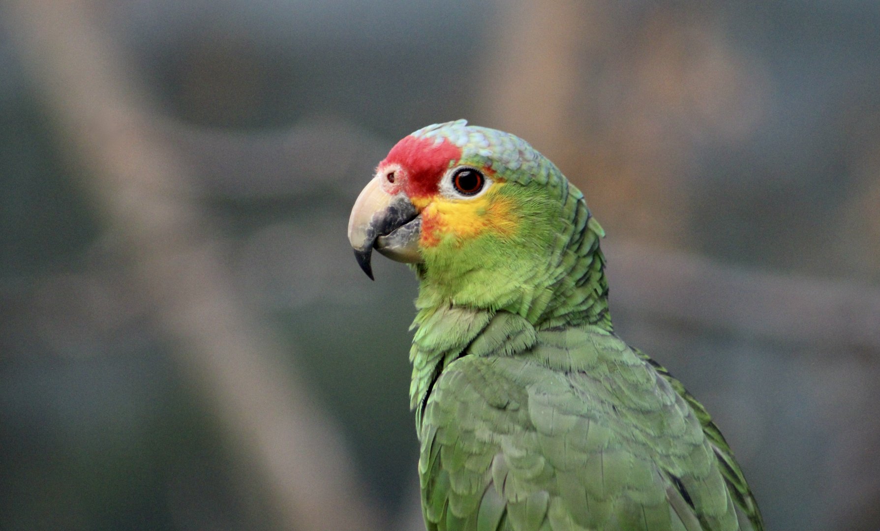 Red-Lored Amazon (Amazona autumnalis)