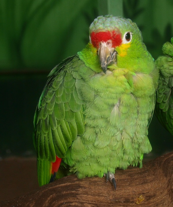 Red-lored amazon (April 19th, 2015)