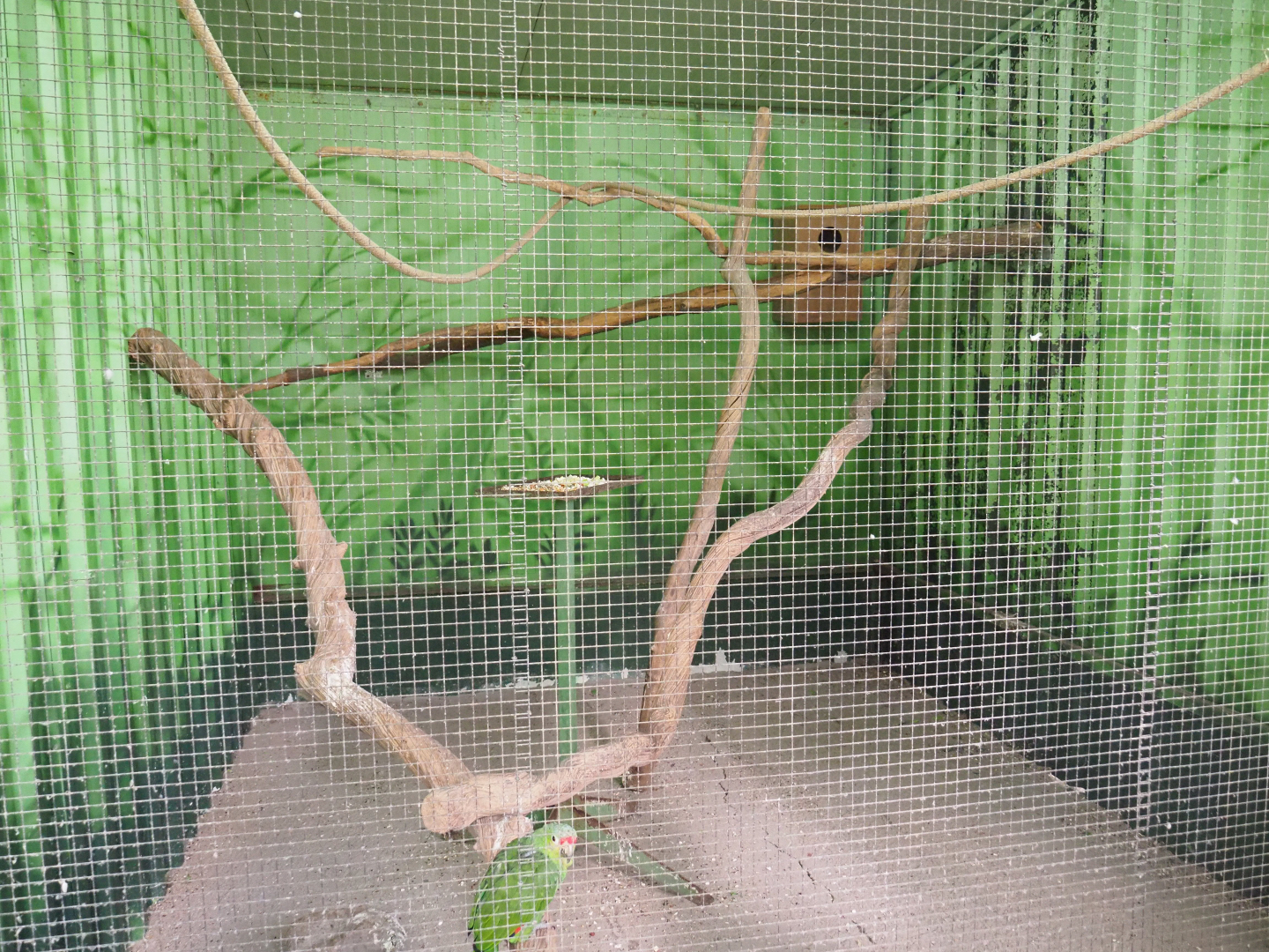 Red-lored amazon aviary, 2019-08-04