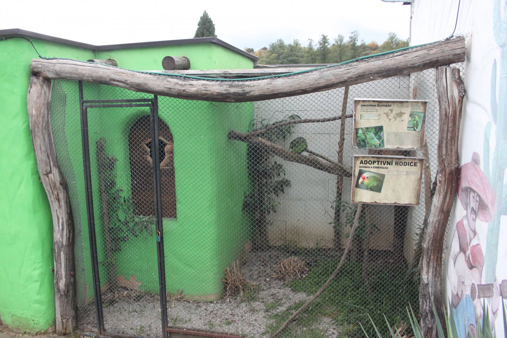 Red-lored amazon aviary