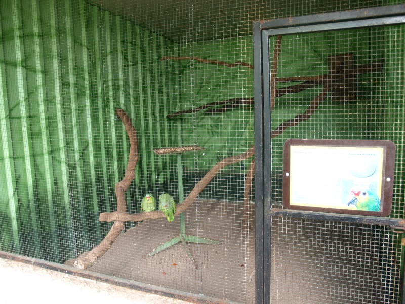 Red-lored amazon cage (April 19th, 2015)