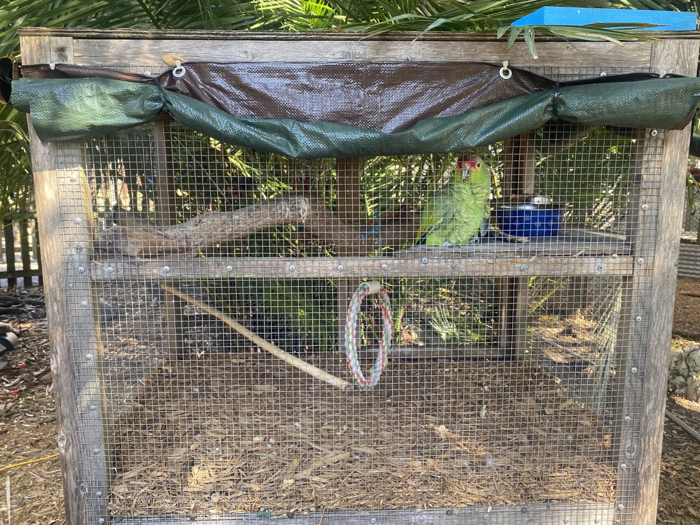 Red-Lored Amazon Exhibit