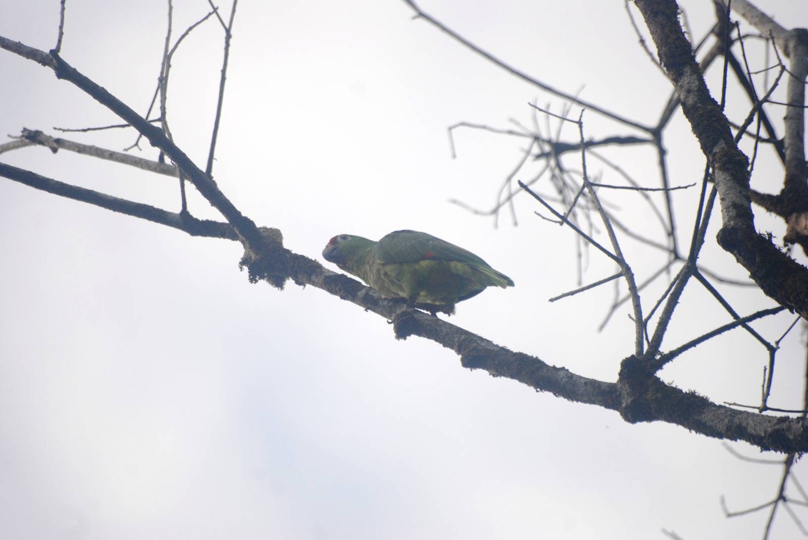 Red-lored Amazon in Tortuguero, 14/04/14