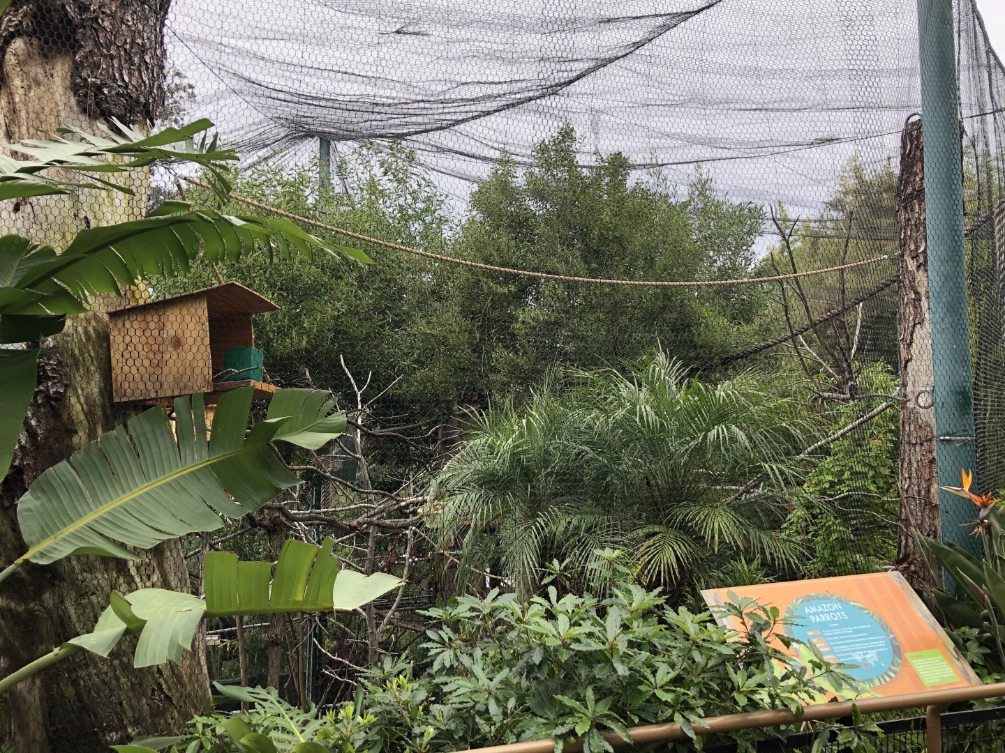 Red-lored amazon/Lilac-crowned amazon exhibit