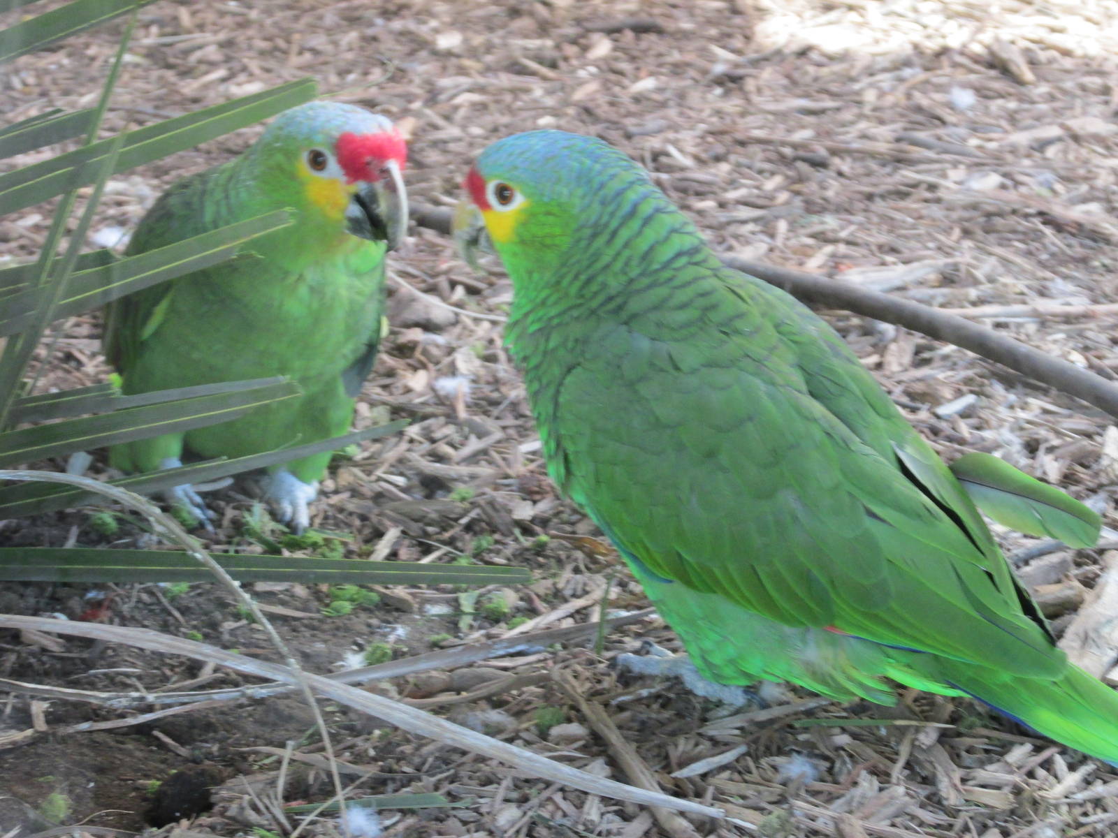 red lored amazon parrot amazona autumnalis san juan de aragon zoo