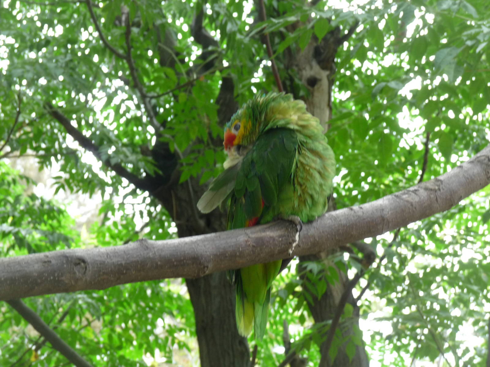 red lored amazon parrot zoologico de irapuato