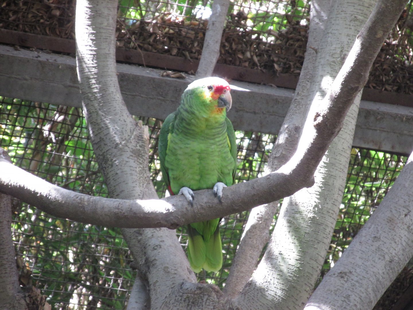 red lored amazon parrot