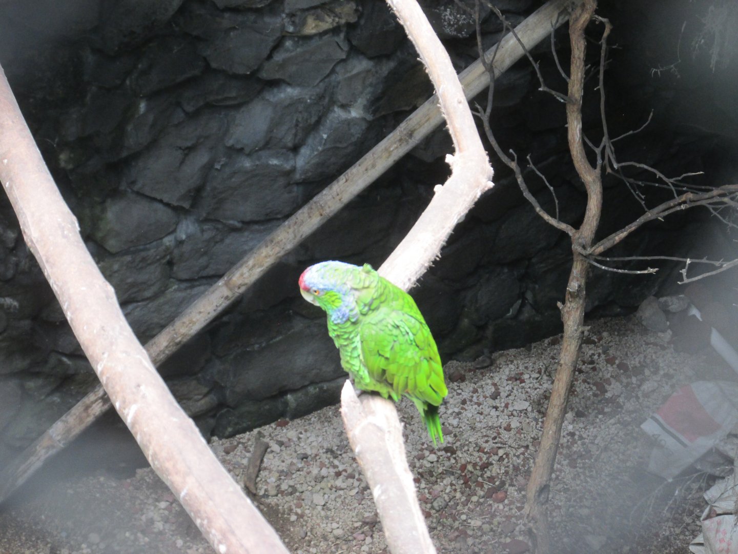 RED LORED AMAZON PARROT