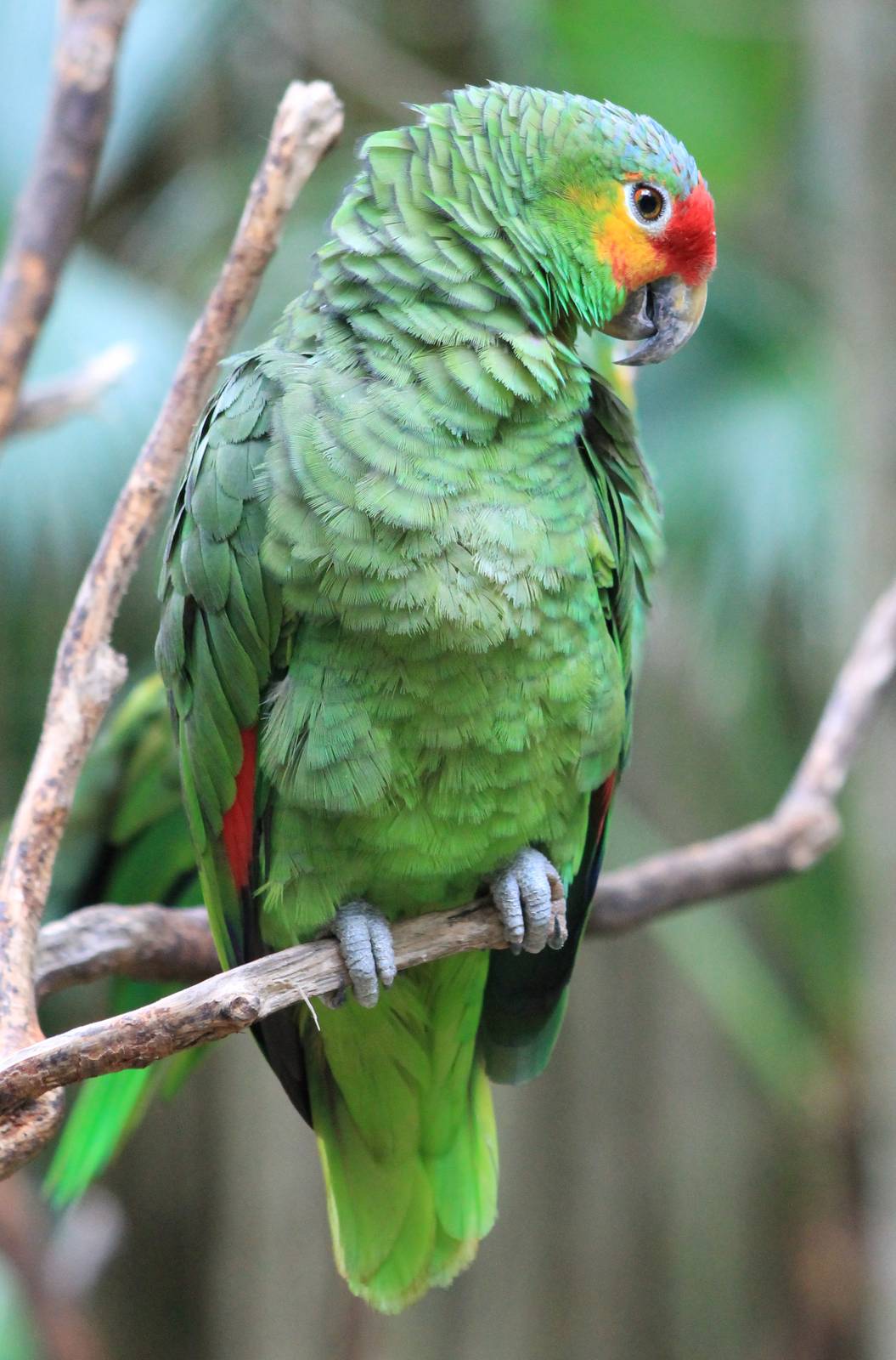 Red-lored amazon