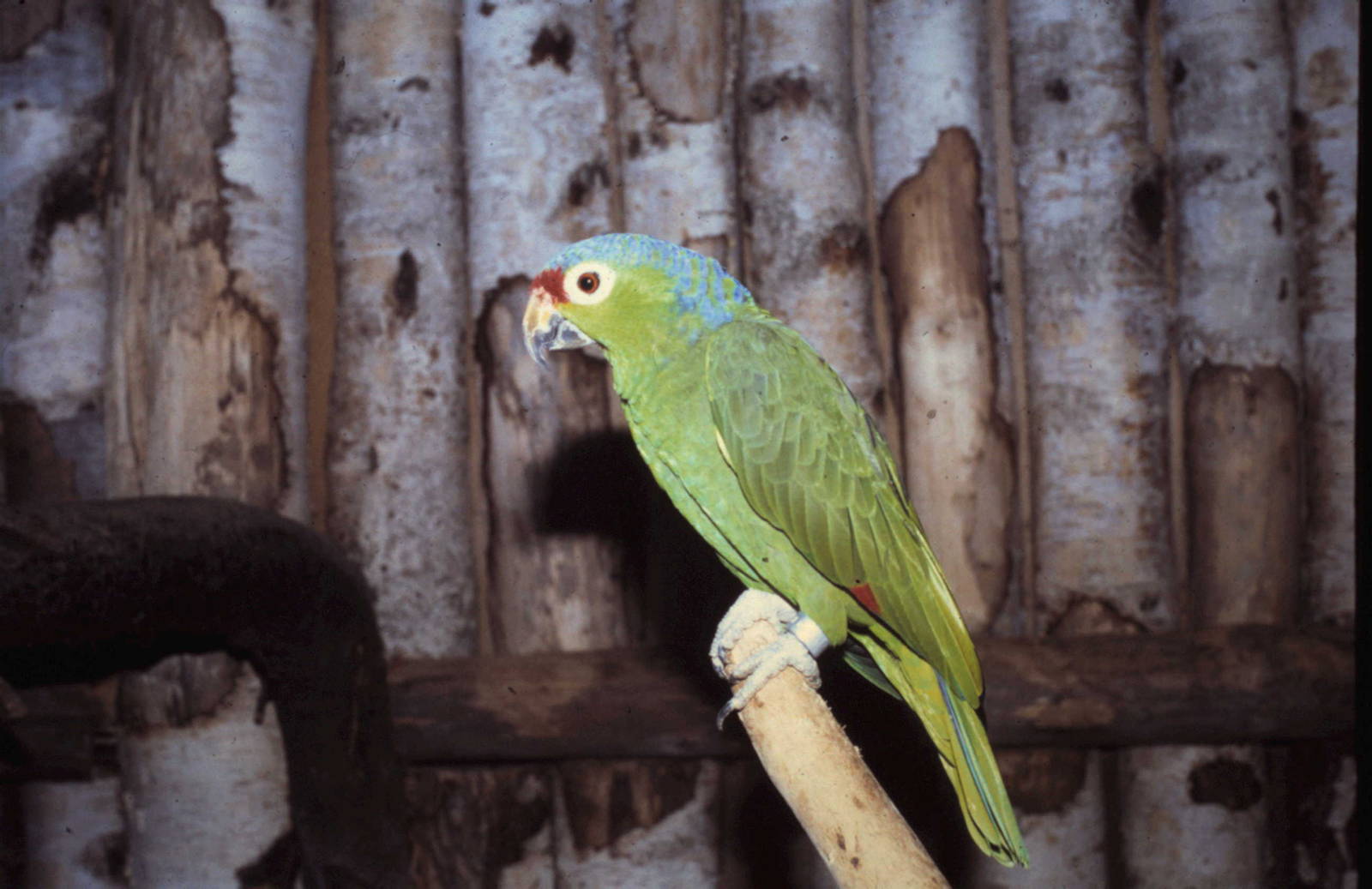 Red-lored amazon