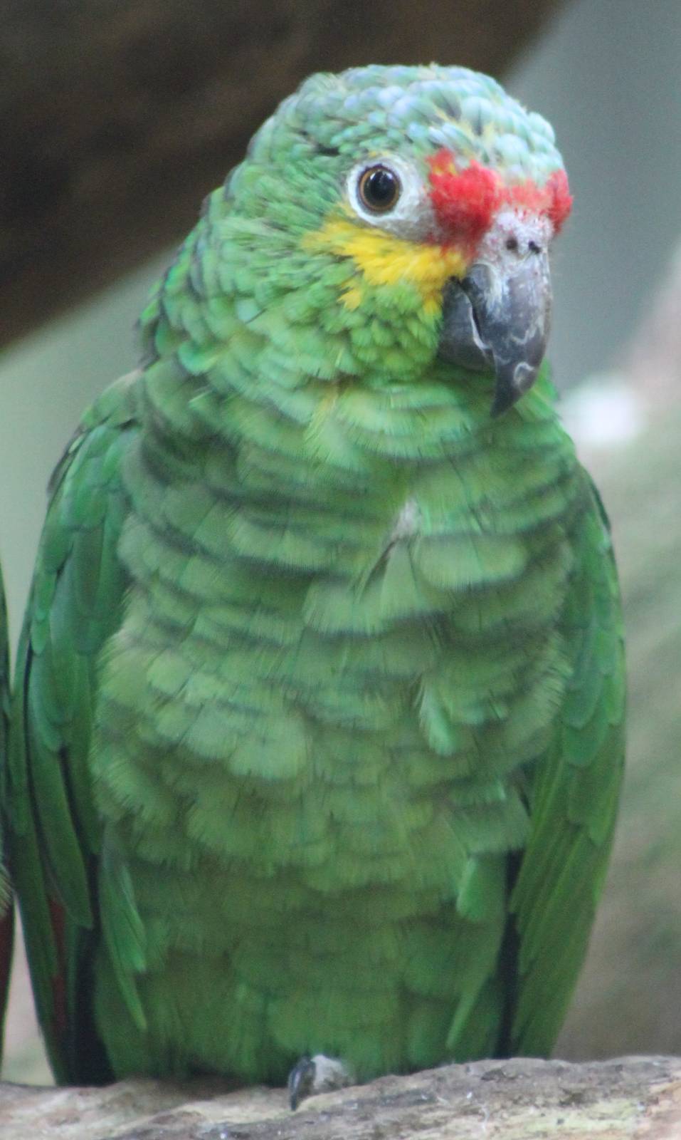 Red-lored amazon