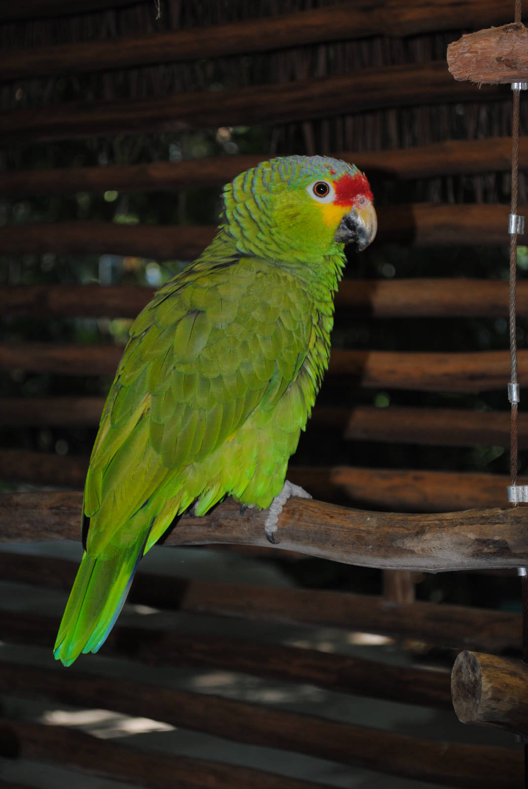 Red-lored Amazon