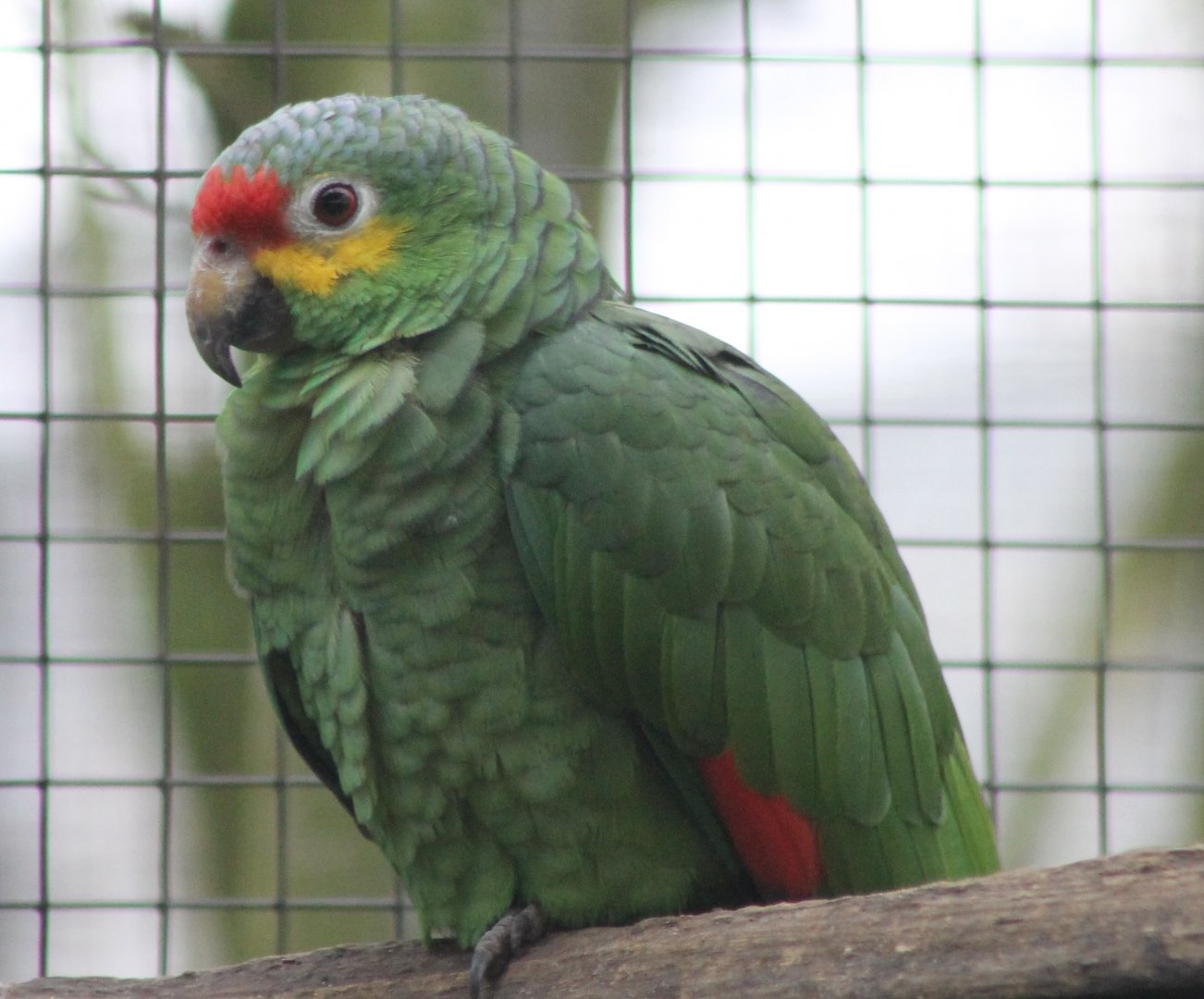 Red-lored amazon