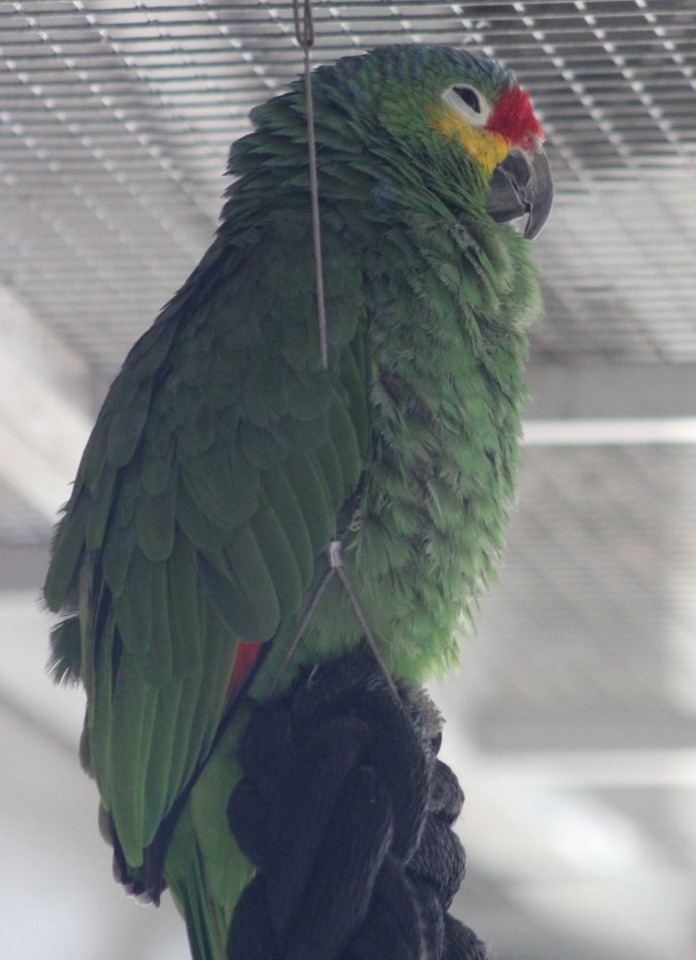 Red-lored amazon
