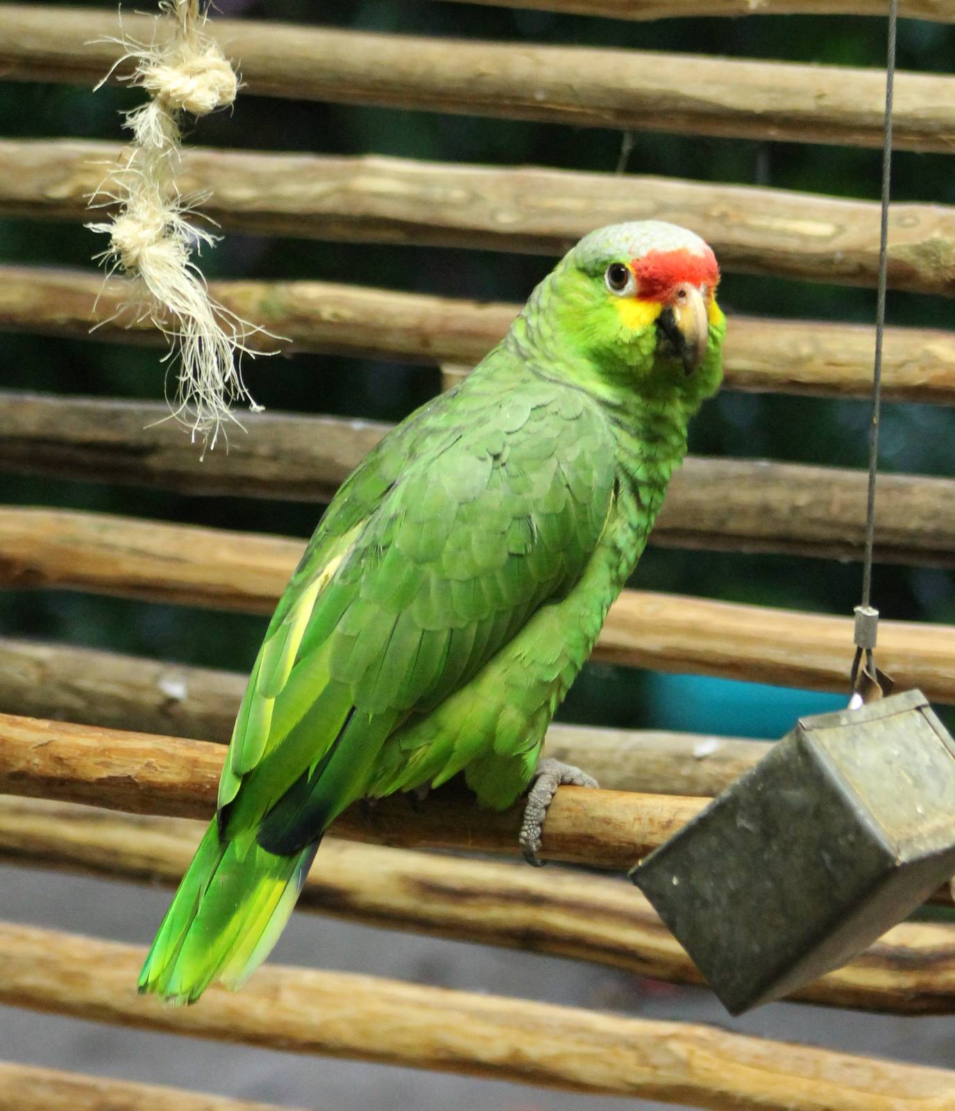 Red-lored amazone