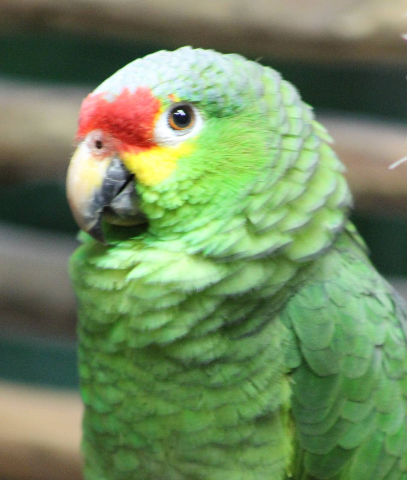 Red-lored amazone