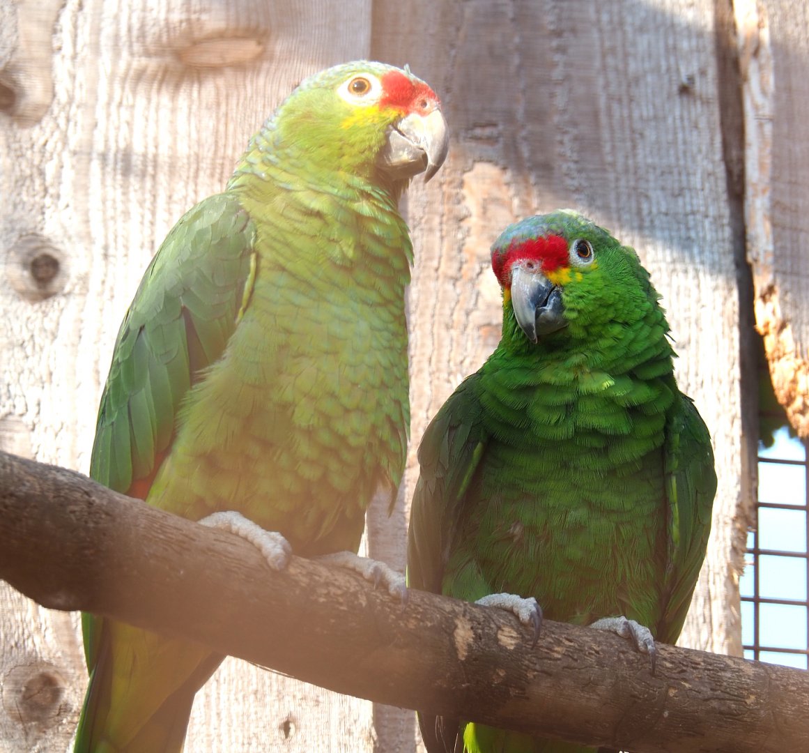 Red-lored amazons (Amazona autumnalis), 2020-09-12