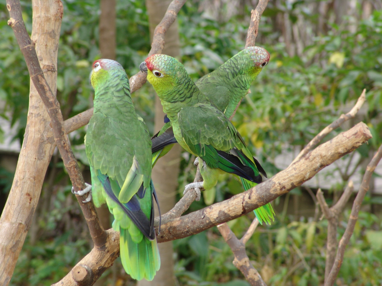 Red-lored Parrot (Amazona autumnalis)