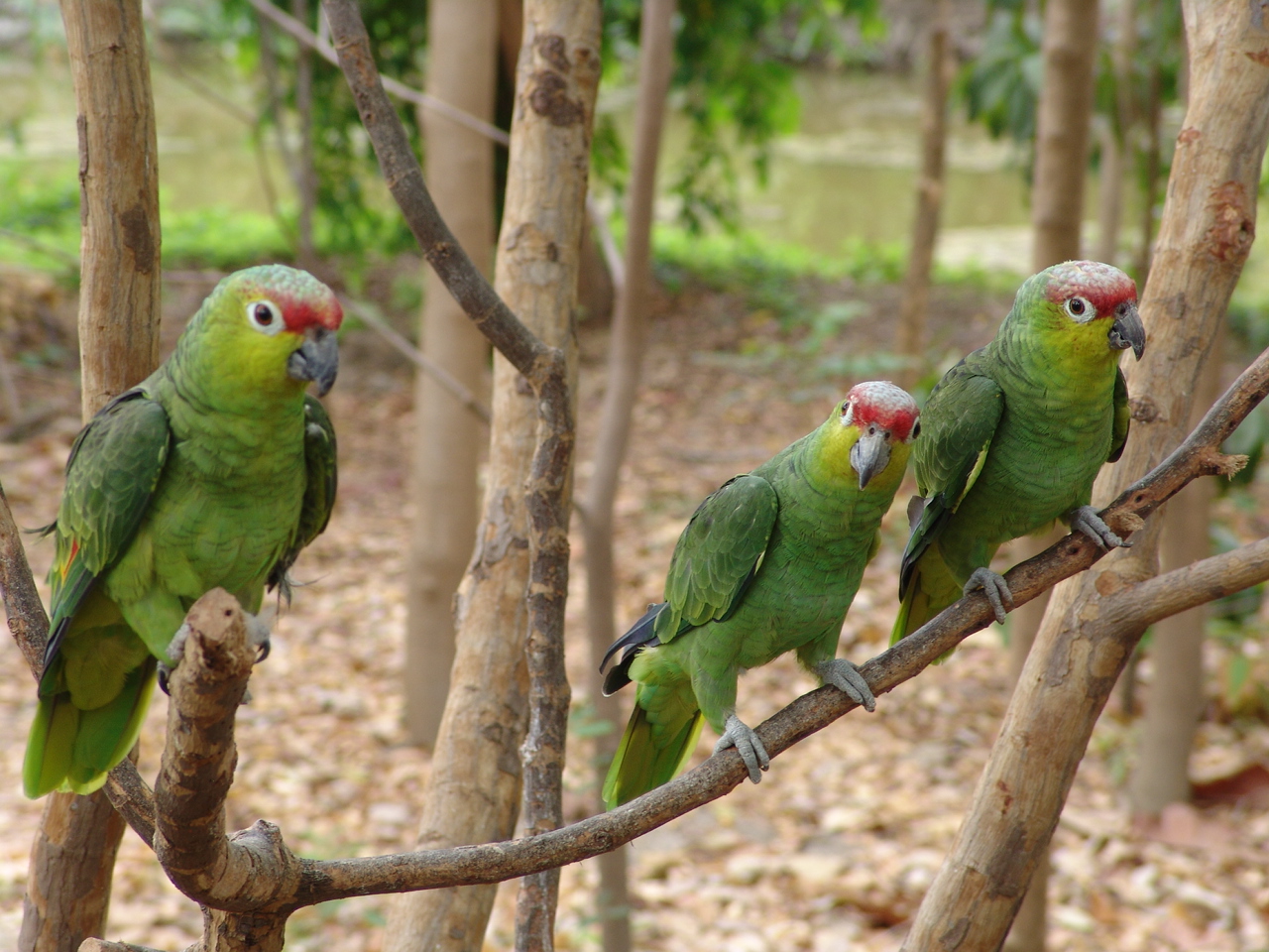 Red-lored Parrot (Amazona autumnalis)