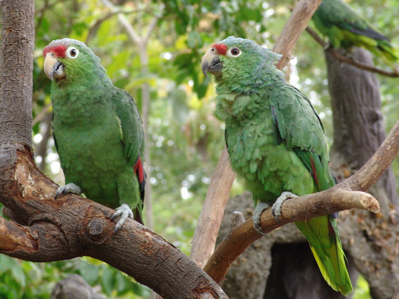 Red-lored Parrot (Amazona autumnalis)