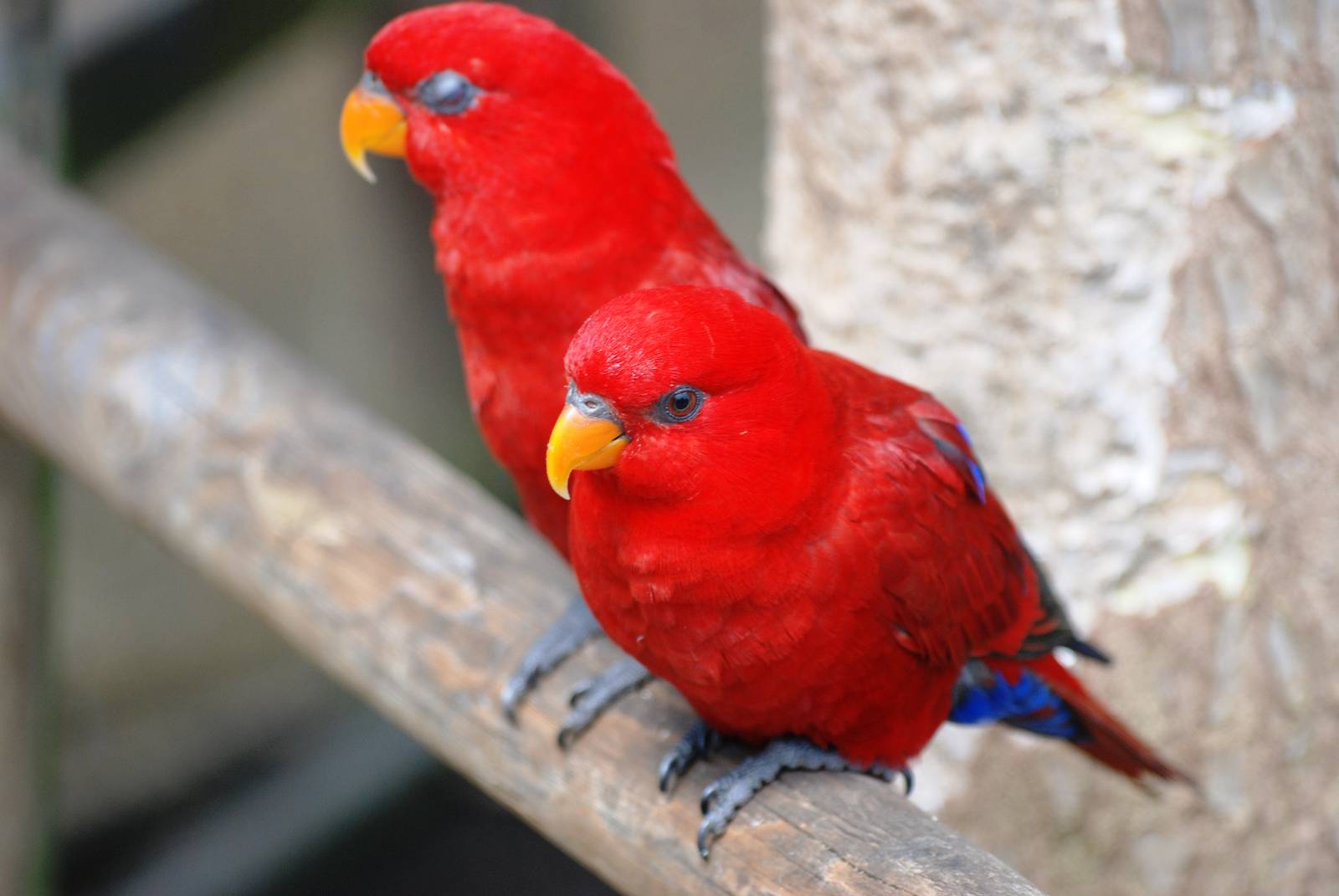 Red Lories at Woburn, 22/07/12