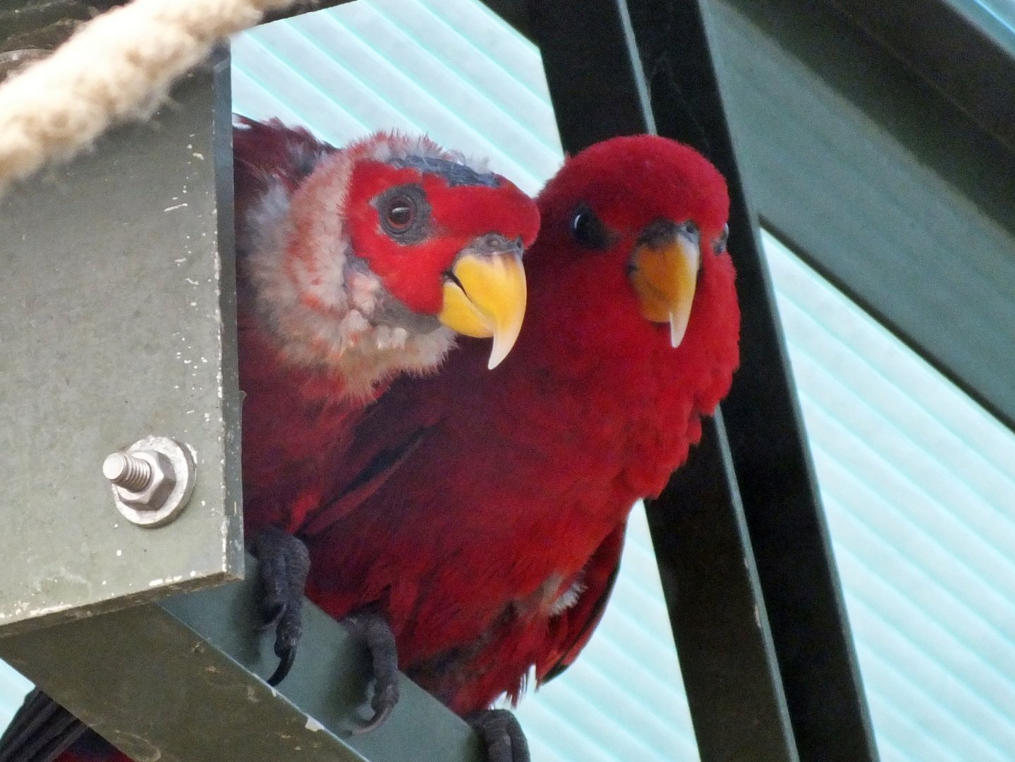 Red lories
