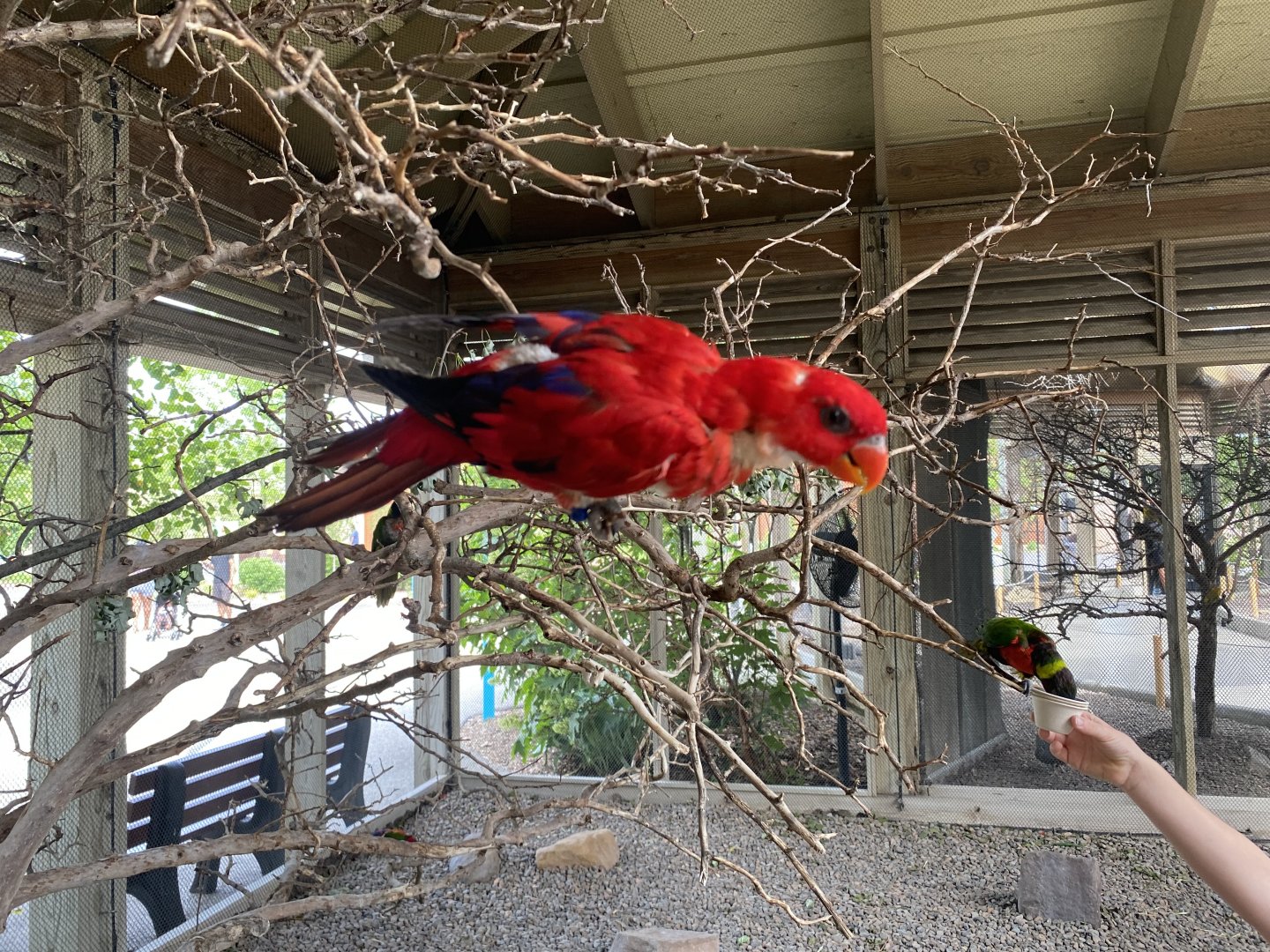 Red Lory - 6/28/24