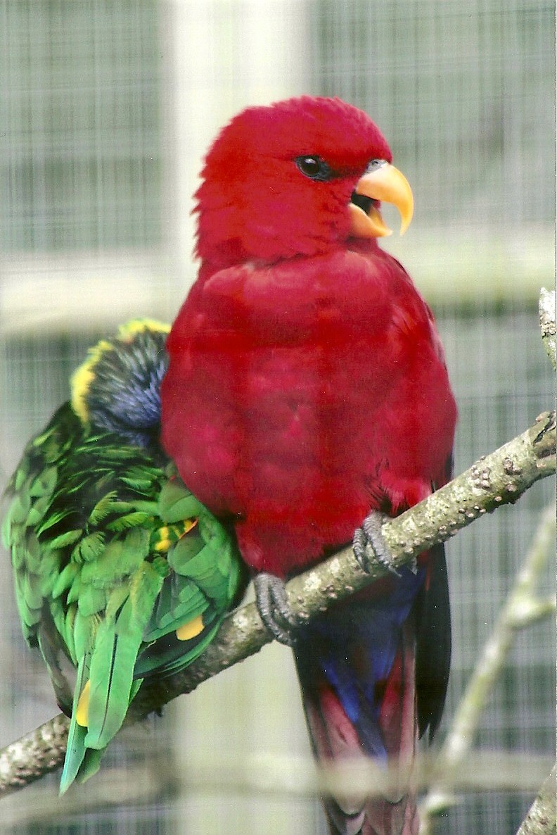 Red Lory and Green-naped Lorikeet 5th September 2011