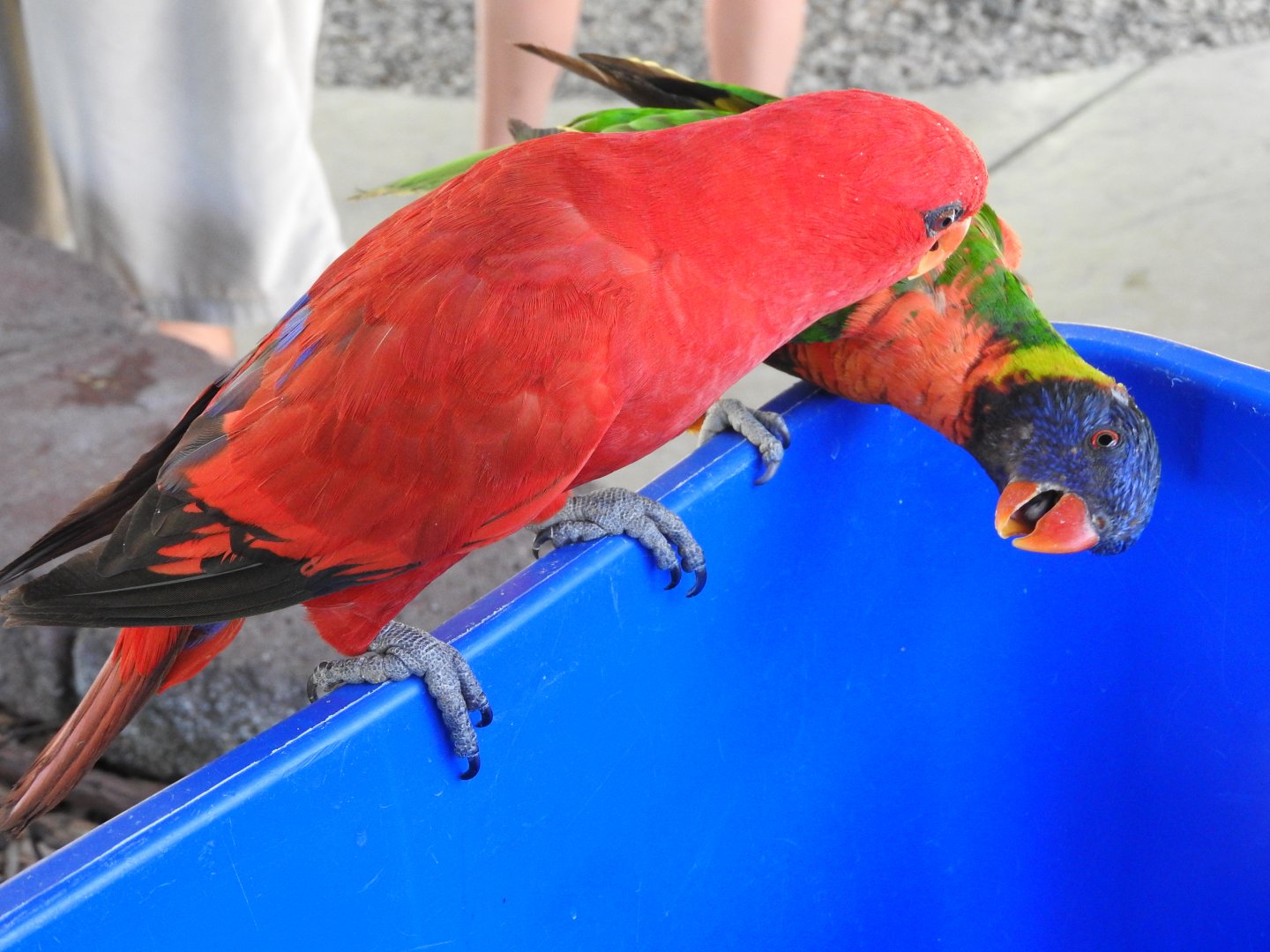 Red Lory and Swainson's Lorikeet