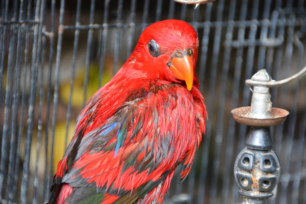 Red Lory ?   Bali bird market