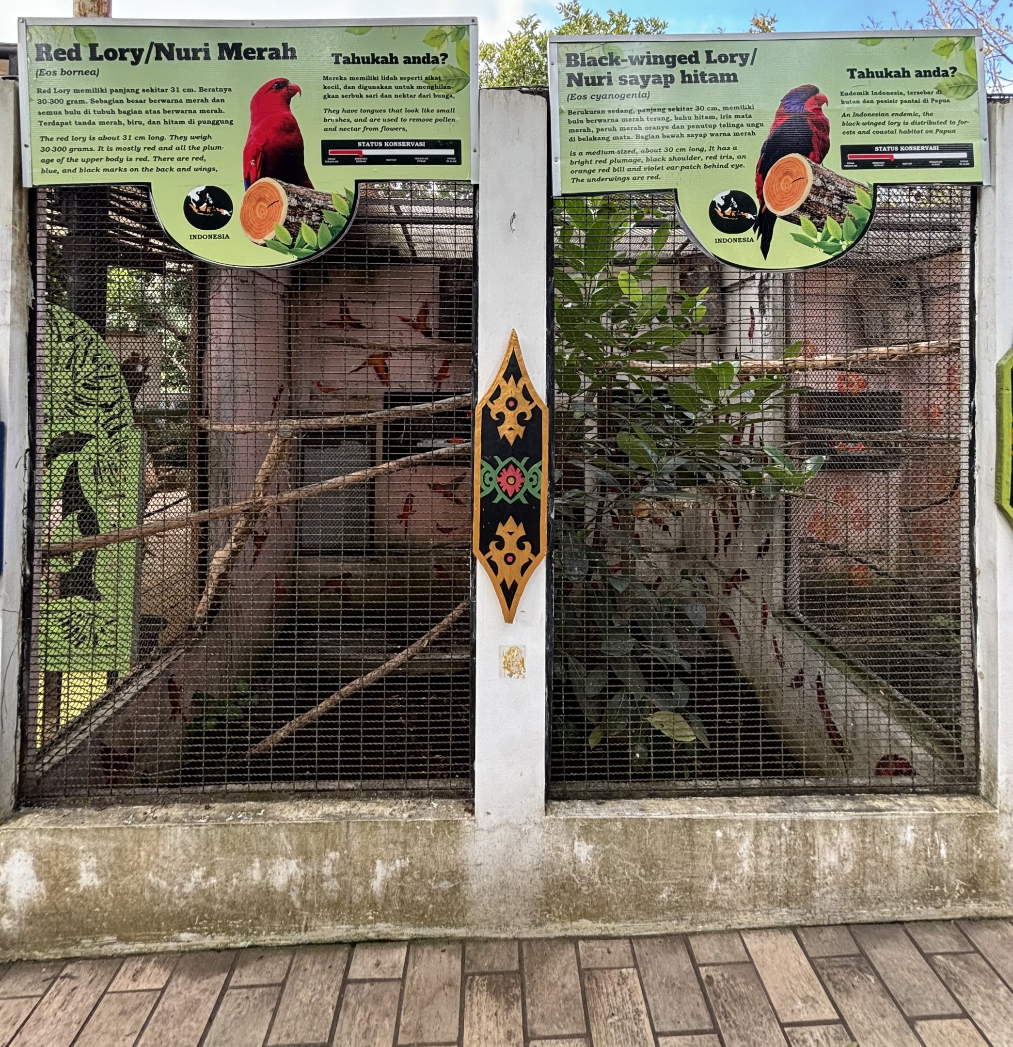 Red Lory + Black-winged Lory Aviaries