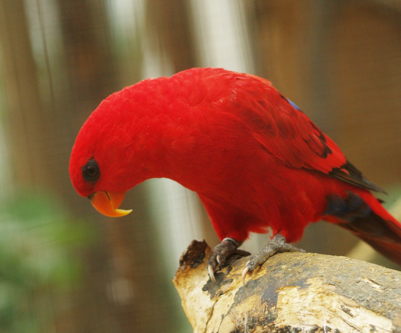 Red lory (Eos bornea), 2009