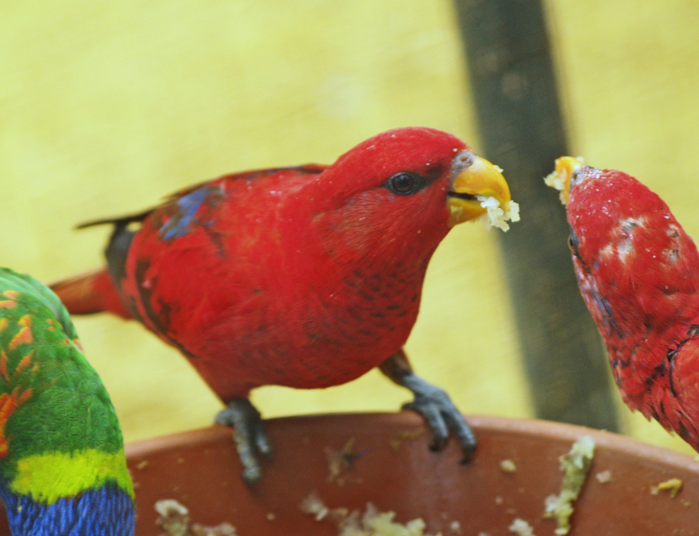 Red lory (Eos bornea), 2009