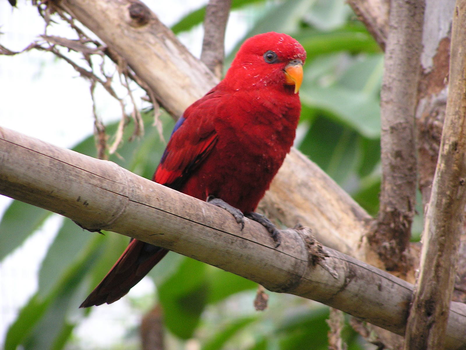 Red lory/ Eos bornea