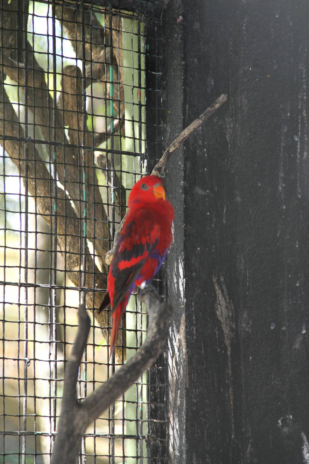 Red Lory (Eos bornea)