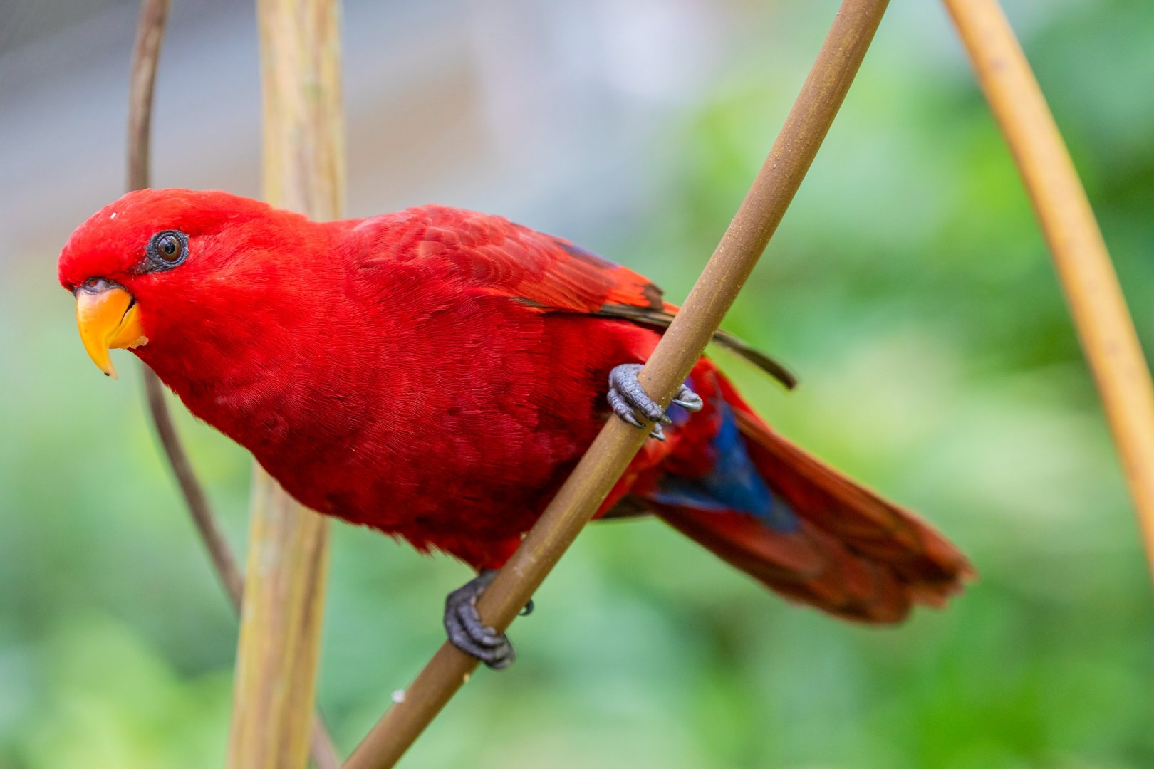 red lory (Eos bornea)