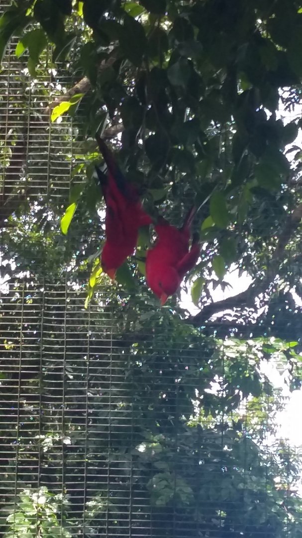 Red lory (Eos bornea)