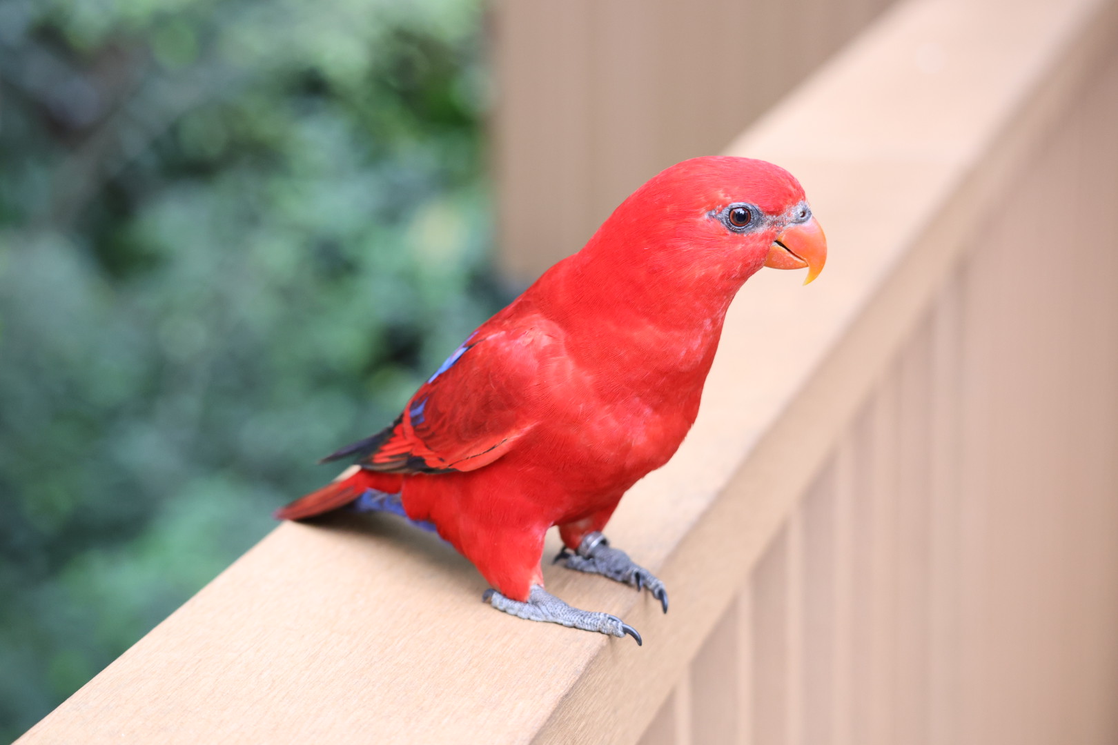 Red lory (Eos bornea)