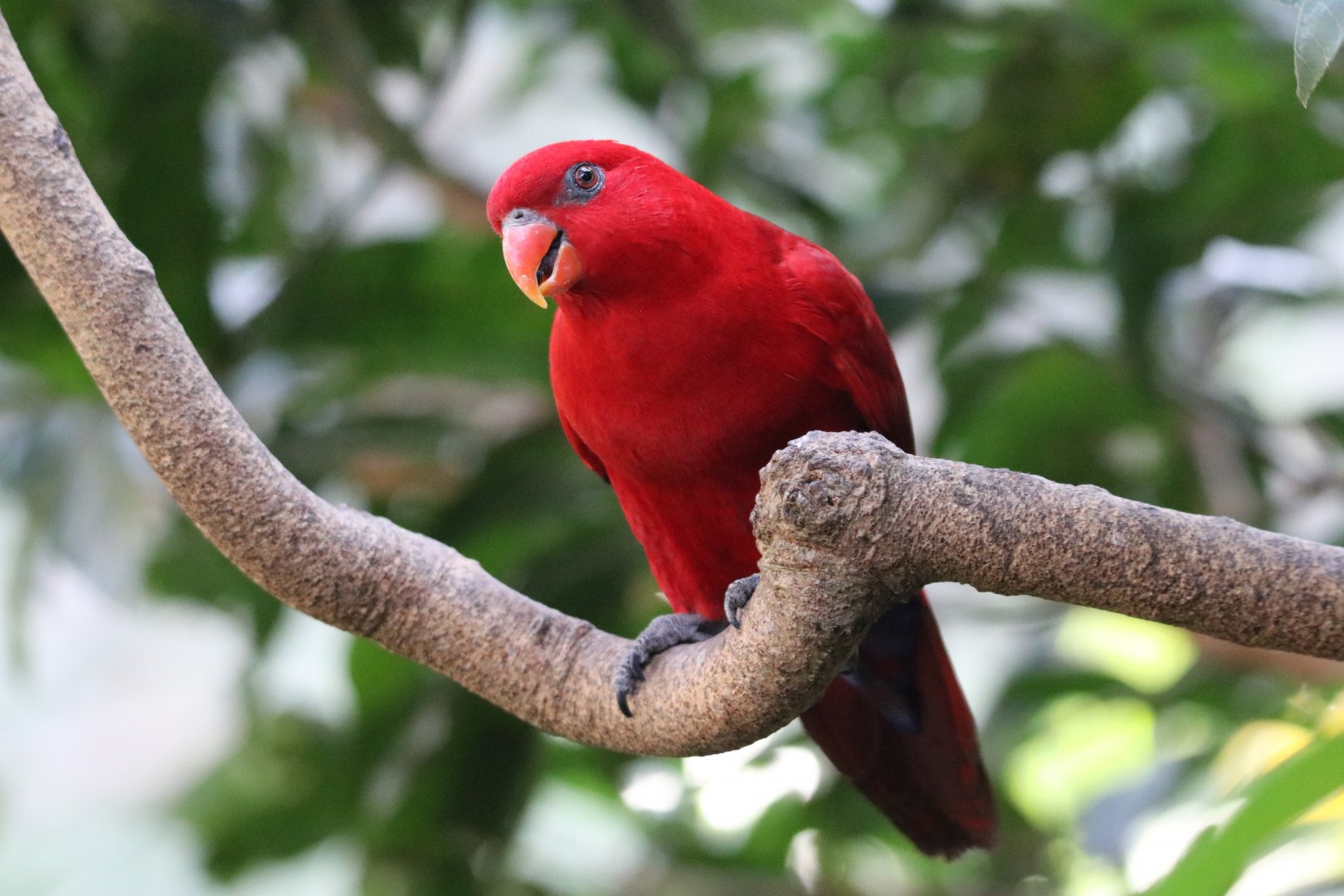Red Lory (Eos bornea)