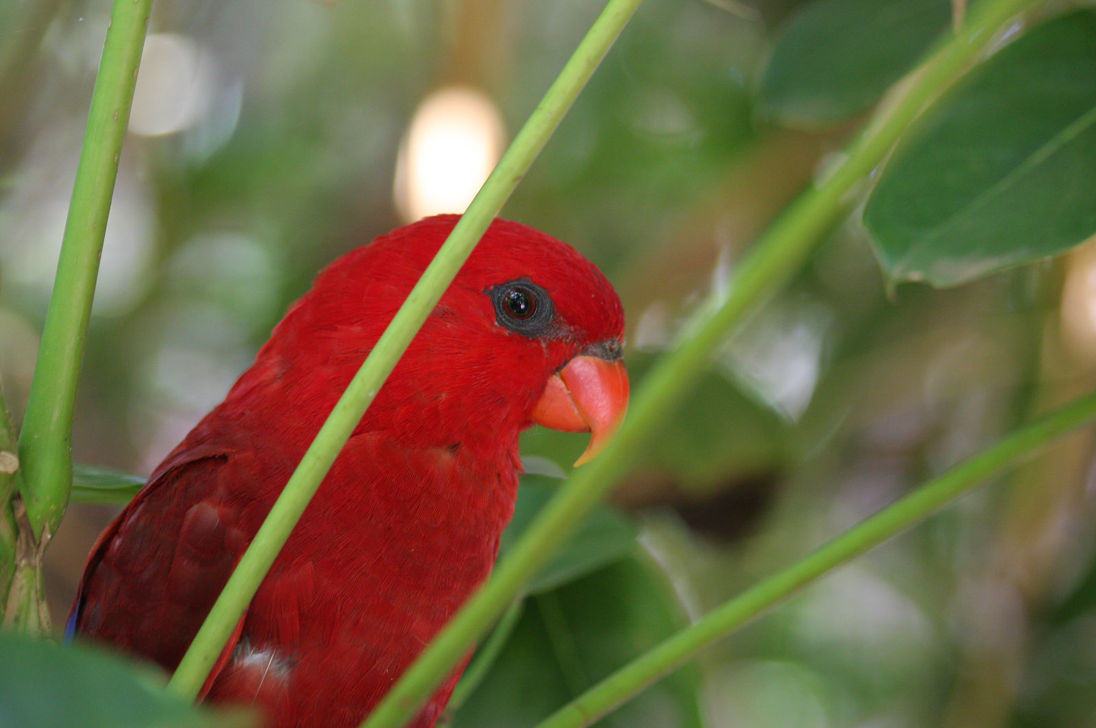 Red Lory - Jan 2008